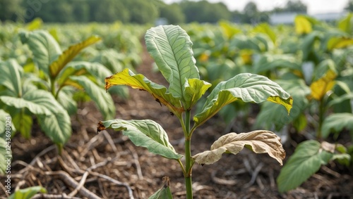 Withering Tobacco Plant Displaying Signs of Poor Health in a Field Setting photo