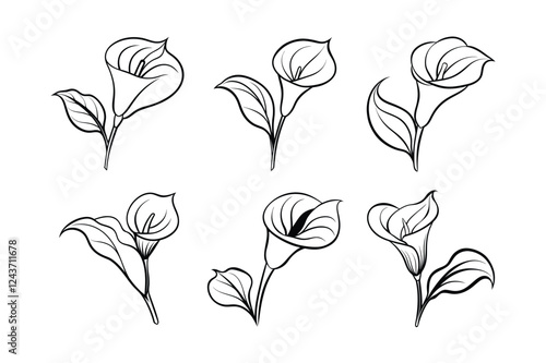 Calla Lily (Zantedeschia aethiopica) line art vector illustration