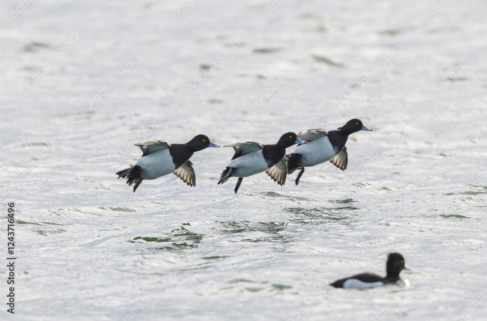 Fototapeta premium Tufted Duck Aythya fuligula swimming on or flying over the Rhine, Alsace, Eastern France