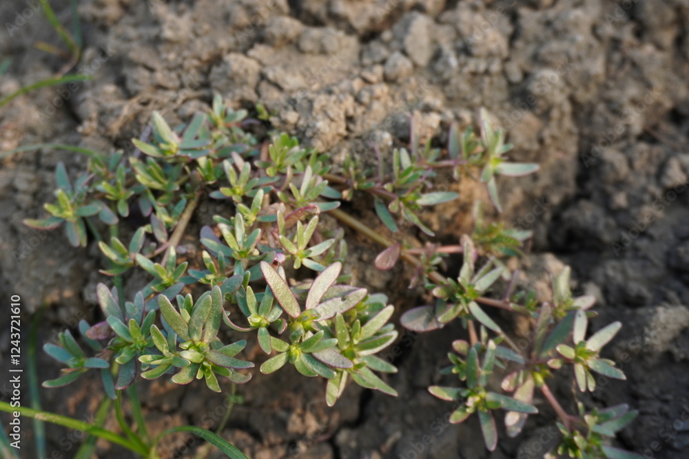 Portulaca oleracea plant on the ground close up view Portulaca oleracea plant on the ground close up view