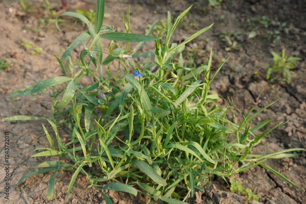 Lathyrus sativus commonly known as grass pea plant with its tiny blue flowers in close up with a blurry background