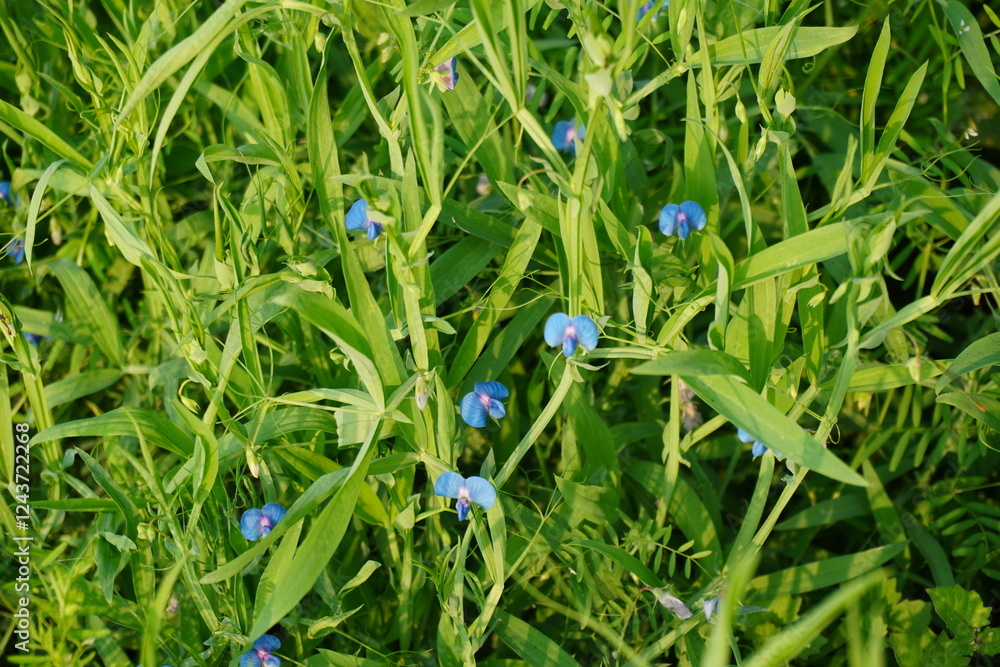 Tiny blue grass pea flowers on its plant in close up with a blurry background Tiny blue grass pea flowers on its plant in close up with a blurry background