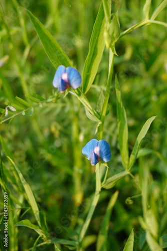 Lathyrus sativus, tiny blue grass pea flowers in close up with a blurry background photo