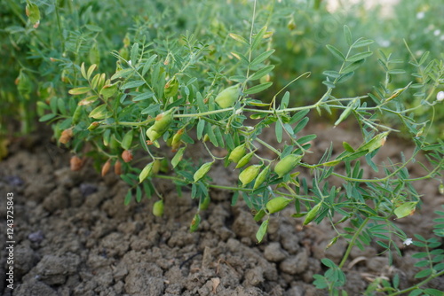 Green lentils on its stalk in close up with a blurry background