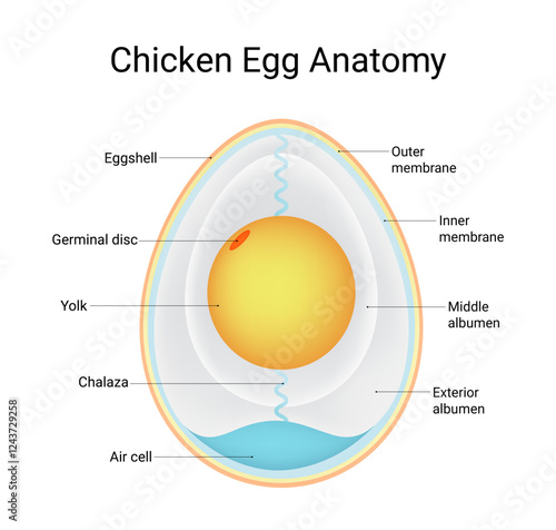 Structure of Chicken Egg Anatomy