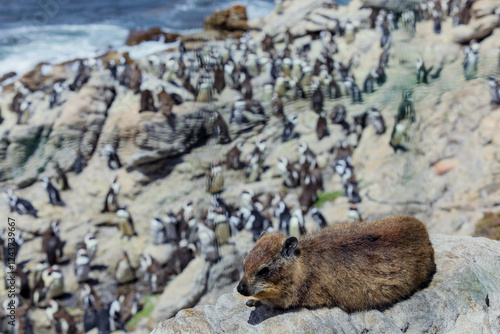 A relaxed hyrax sits on a rock with African penguins in South Africa