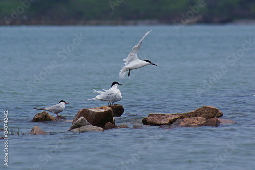 Sandwich Tern on the sea cliffs. Thalasseus sandvicensis photo