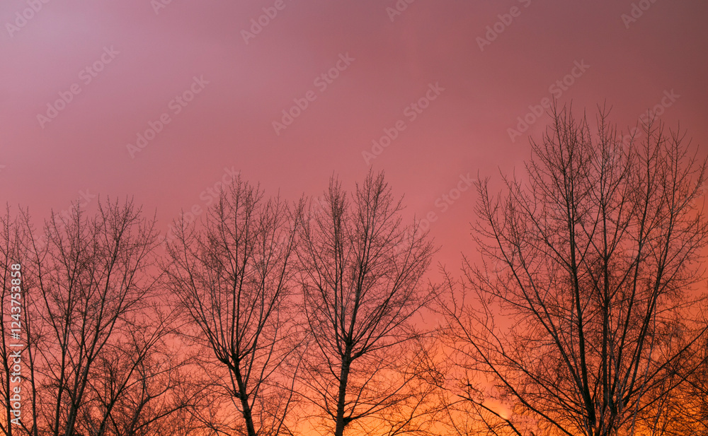 trees without leaves against a scarlet red and orange sky trees without leaves against a scarlet red and orange sky