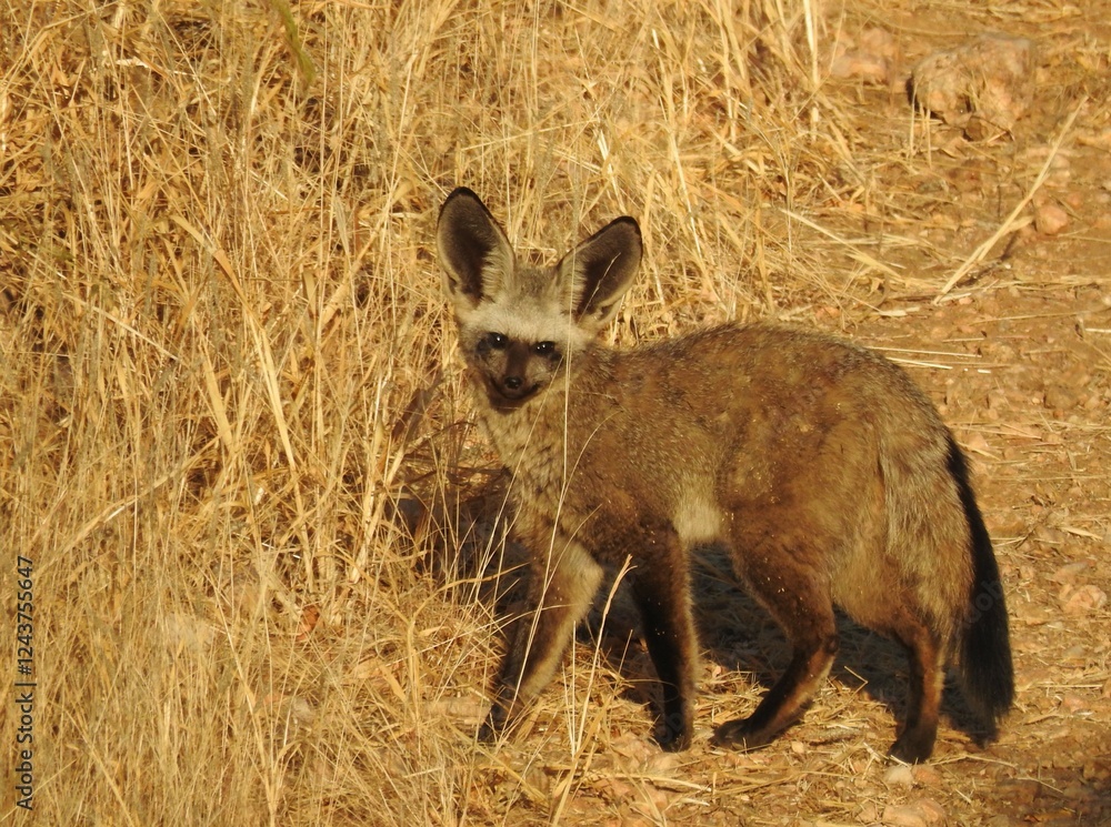 Fototapeta premium Bat-eared fox (Otocyon megalotis) in late afternoon sun.