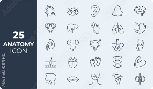 anatomy vector icon