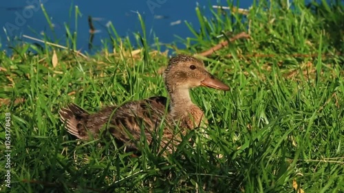 A gray duck by the lake in the grass, in the city park of Kazakhstan.