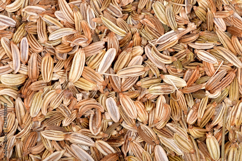 fennel seeds, spice and medicinal drug fennel seeds, spice and medicinal drug