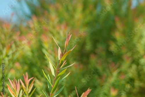 Melaleuca bracteata macro leaves small world photo