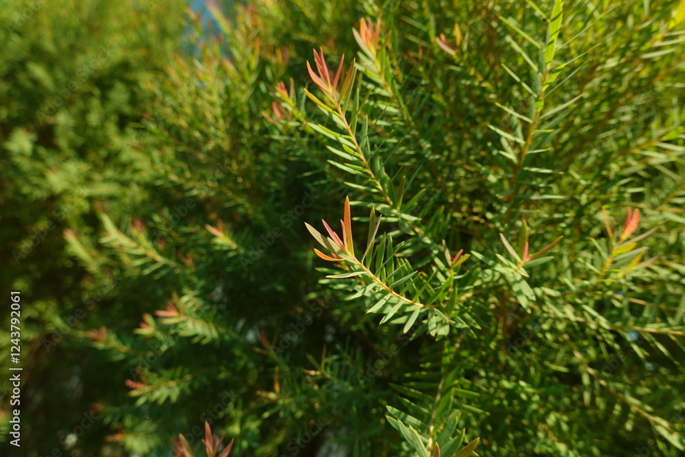Melaleuca bracteata macro leaves small world Melaleuca bracteata macro leaves small world