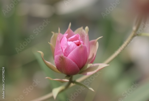 Wallpaper Mural A pink peony bud captured in soft focus, surrounded by other flowers and greenery, creating a dreamy and romantic scene. Torontodigital.ca
