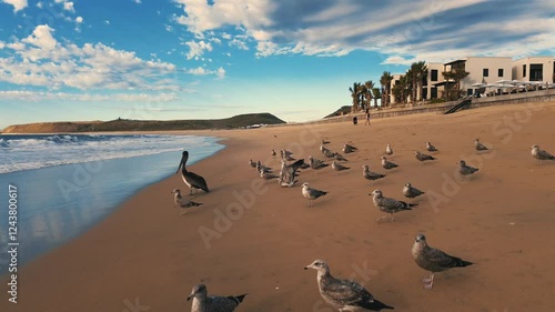 Low-Altitude Drone Flight Over Ocean Shore with Seagulls