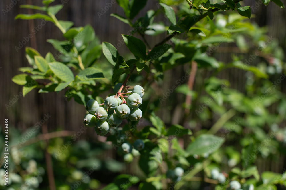 Blueberry Bush with Ripening Berries in Natural Backyard Setting Blueberry Bush with Ripening Berries in Natural Backyard Setting