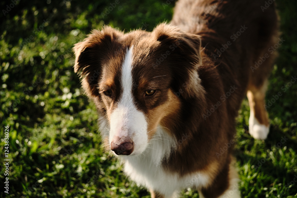Portrait of a beautiful purebred dog from the outside, top view. A brown fluffy Australian Shepherd stands on the green grass and looks into the distance with serious face. Portrait of a beautiful purebred dog from the outside, top view. A brown fluffy Australian Shepherd stands on the green grass and looks into the distance with serious face.