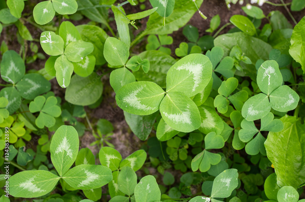 Fresh Green Clover Patch in Natural Setting Fresh Green Clover Patch in Natural Setting