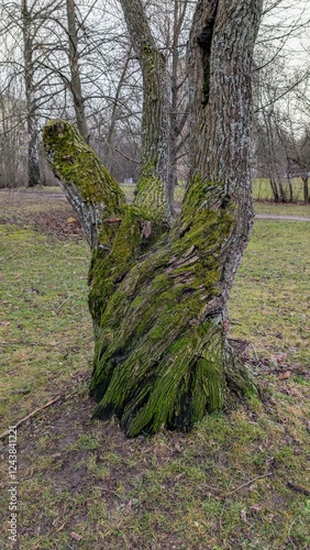 tree in the park
