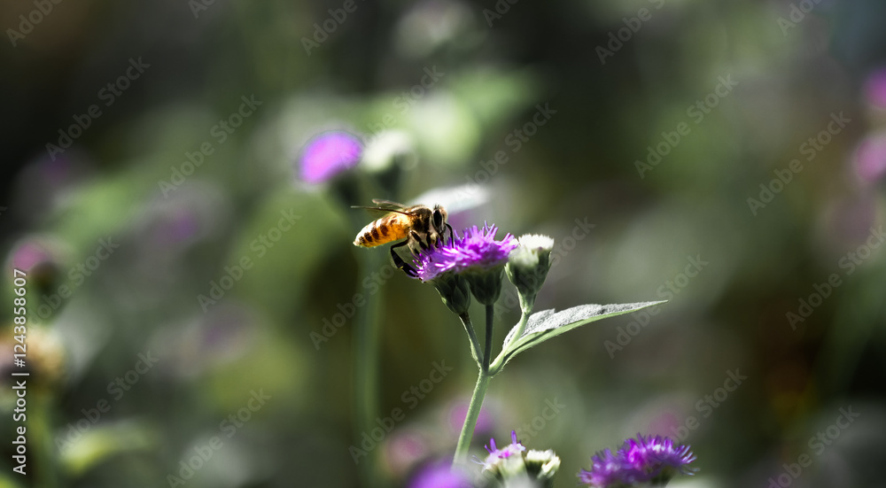 Macro Photography Macro Photography