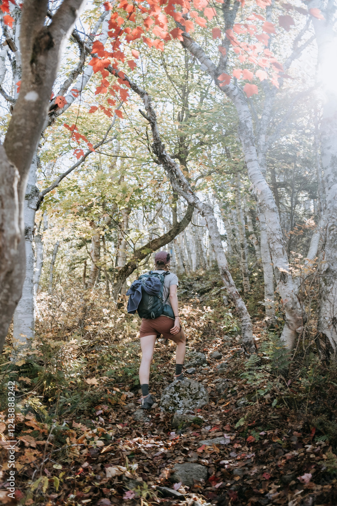 Fit woman hikes through birch tree forest in Maine in the fall. Fit woman hikes through birch tree forest in Maine in the fall.