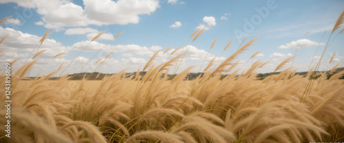 A landscape photograph of wild grass growing in a open field photo