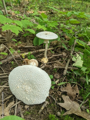 Deadly poisonous Destroying Angle Mushrooms (Amanita Verna) growing on the grass. One mushroom can be fatal if ingested.