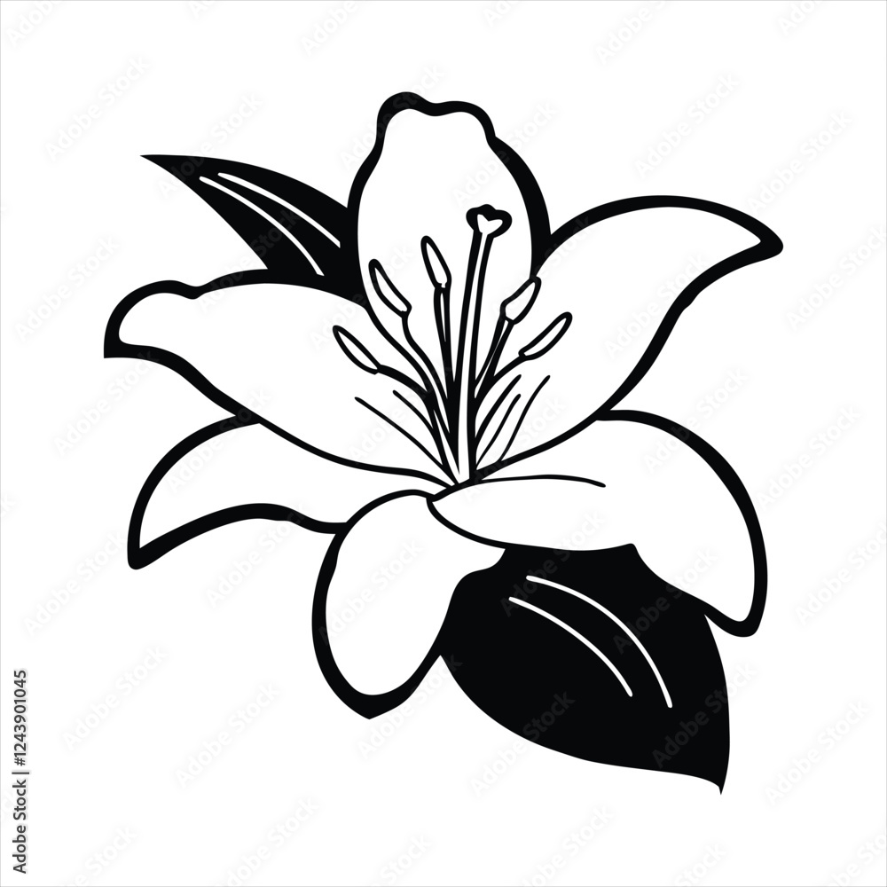 Lily flower vector black and white background Lily flower vector black and white background