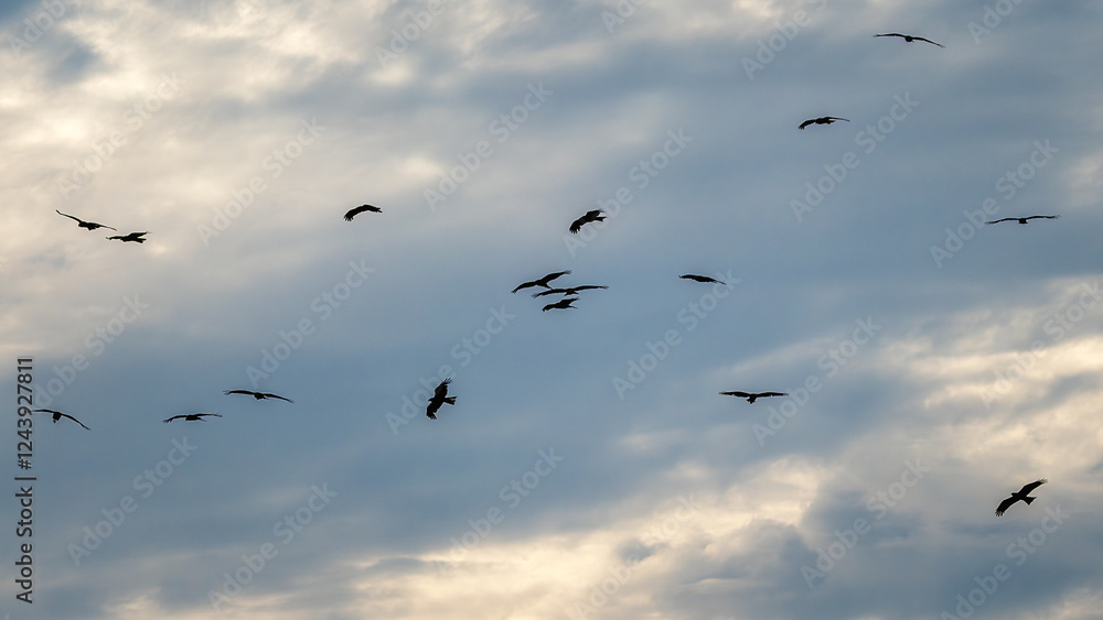 Flock of kites in the sky,Milvus milvus
Bird Flock of kites in the sky,Milvus milvus
Bird