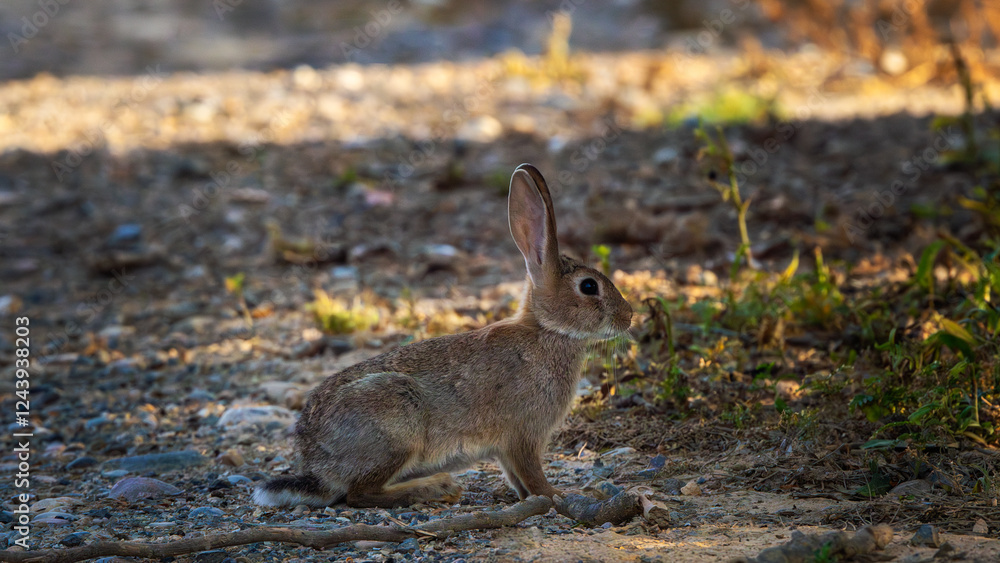 common rabbit or European rabbit (Oryctolagus cuniculus) posing right wing common rabbit or European rabbit (Oryctolagus cuniculus) posing right wing