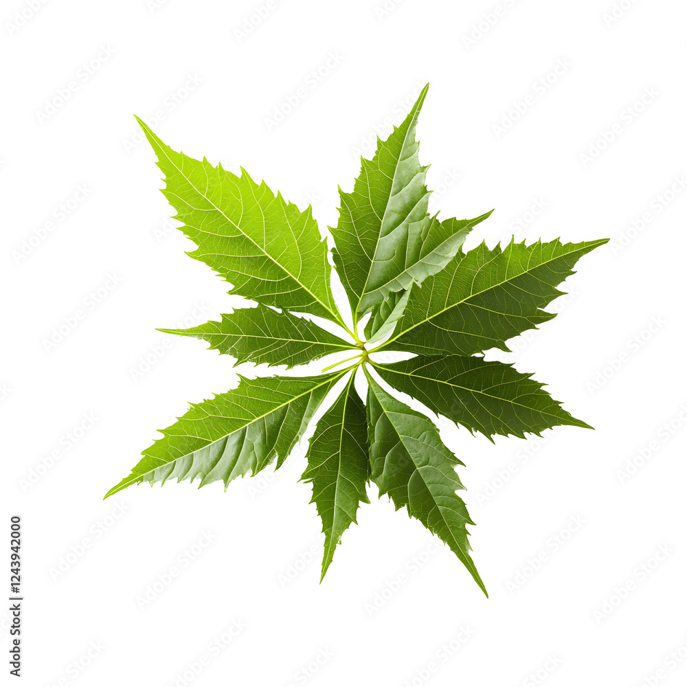 High Detail Photography of Neem Extract on Clean Grey Isolated Transparent Background High Detail Photography of Neem Extract on Clean Grey Isolated Transparent Background