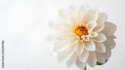 White dahlia flower isolated on white background with copy space.