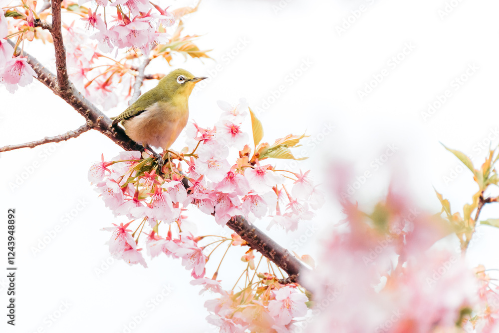 河津桜とメジロ