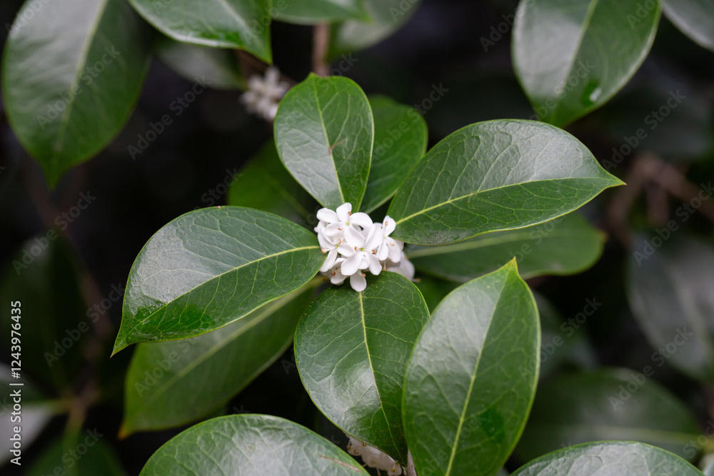Osmanthus fragrans macro. Small white flowers on a branch in the garden selective focus. The fragrance of osmanthus flowers is used in perfumery. Osmanthus fragrans macro. Small white flowers on a branch in the garden selective focus. The fragrance of osmanthus flowers is used in perfumery.