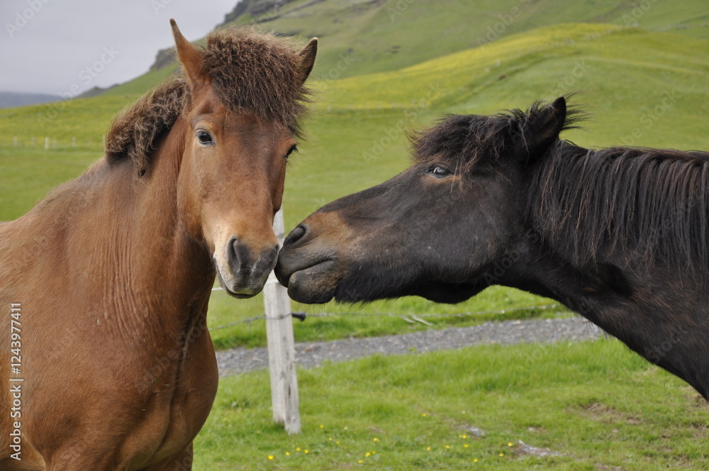 Obraz premium Icelandic horses