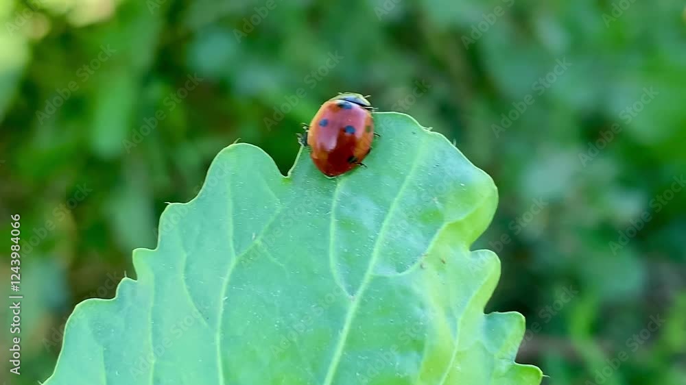 A vibrant ladybug perched on a green leaf, showcasing its bright red shell with black spots, symbolizing luck, beauty, and the charm of nature's tiny creatures. A vibrant ladybug perched on a green leaf, showcasing its bright red shell with black spots, symbolizing luck, beauty, and the charm of nature's tiny creatures.