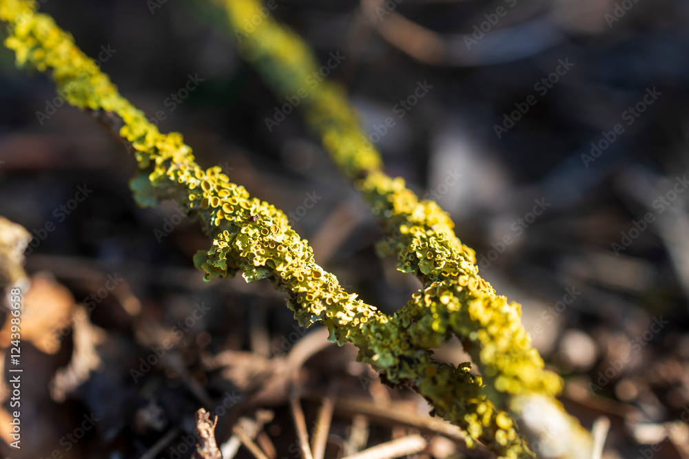 Naklejka premium Xanthoria parietina is a foliose lichen from the Teloschistaceae family, found on a broken branch.