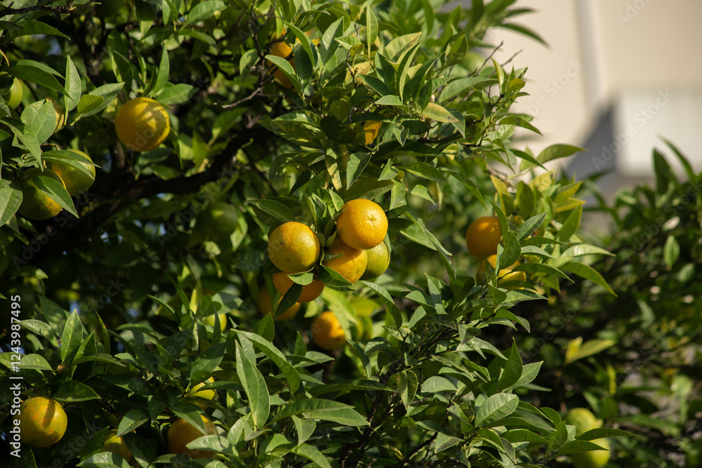 Oranges on branches on a blurred garden background. High quality photo. Oranges on branches on a blurred garden background. High quality photo.
