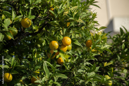 Oranges on branches on a blurred garden background. High quality photo. 