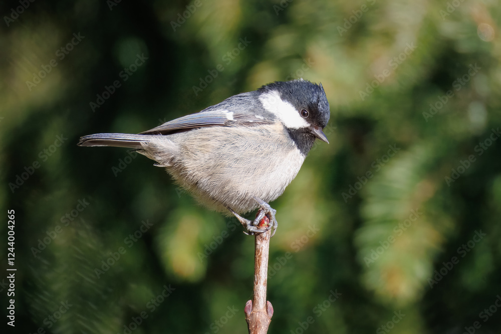 Naklejka premium A coal tit sits on top of the branch perpendicular to the camera lens on a sunny winter day.