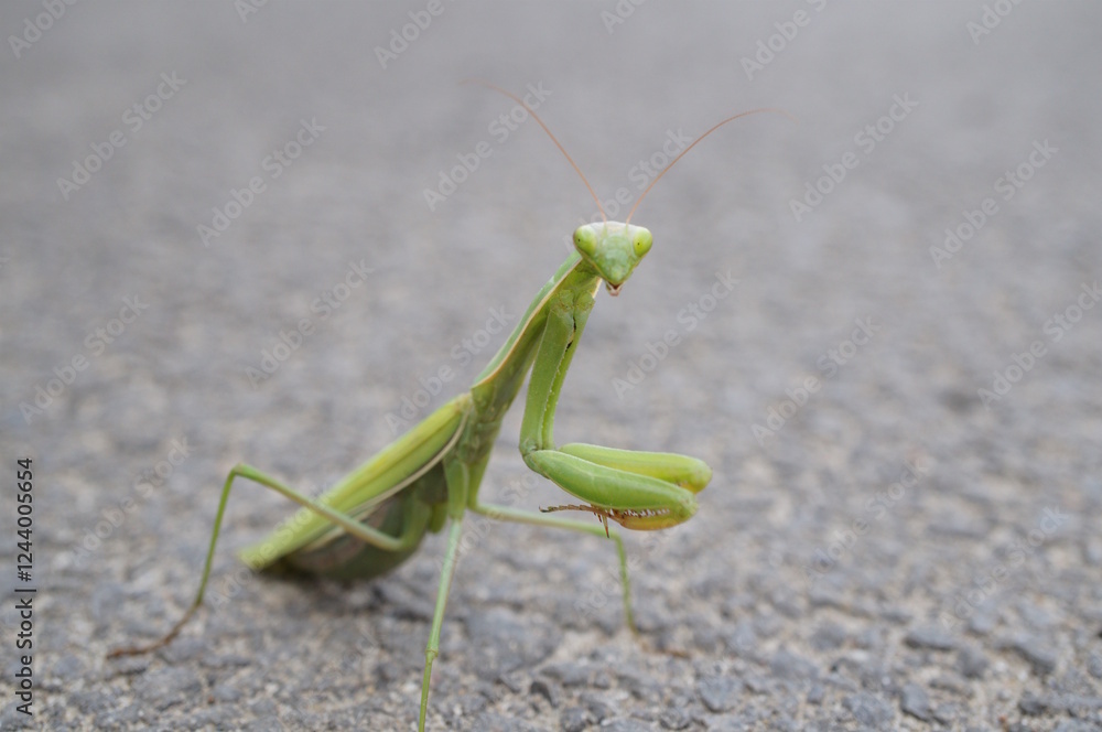 The green mantis in close-up. Insects in nature. The green mantis in close-up. Insects in nature.