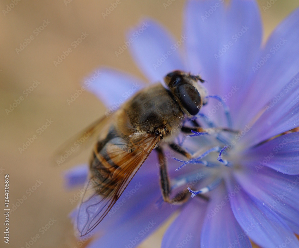 A bee collects nectar from chicory. A bee collects nectar from chicory.