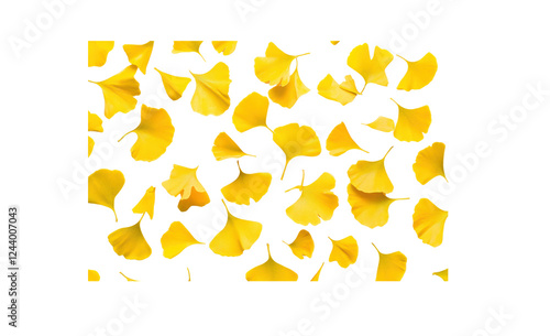 A set of yellow ginkgo leaves artistically scattered across a white background, with some leaves overlapping and others positioned to create an abstract composition photo