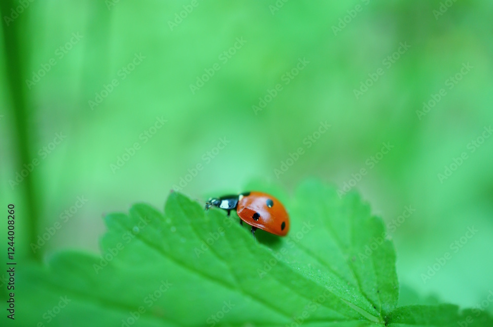 A beautiful little ladybug on a background of green grass.