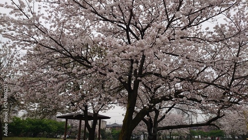 日本の桜と寺院