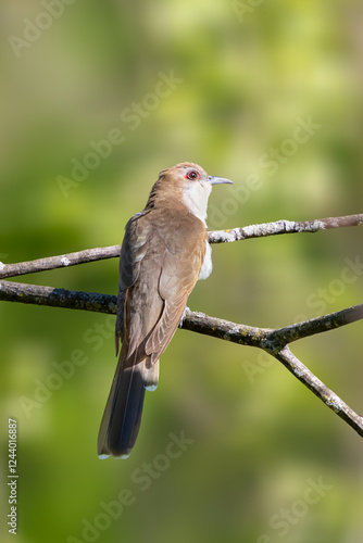 A Black-billed Cuckoo Perched on  Branch