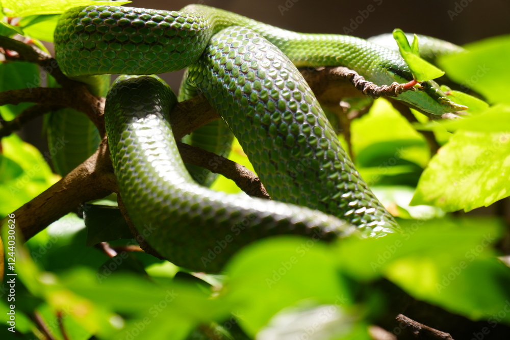 Obraz premium Snake-nosed Boulanger runner in a terrarium