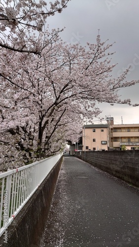 日本の桜