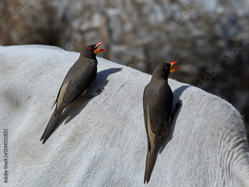 Yellow-billed oxpecker (Buphagus africanus) photo